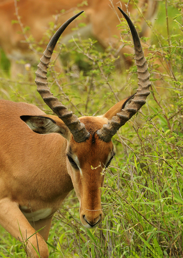 Aepyceros melampus [460 mm, 1/1250 sec at f / 8.0, ISO 1600]